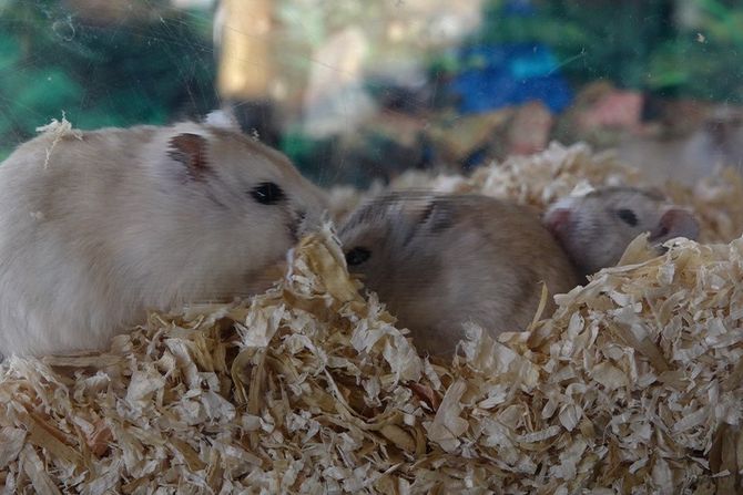 Neda Turajlić hrčak