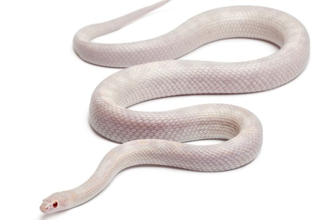 Bela kukuruzna zmija