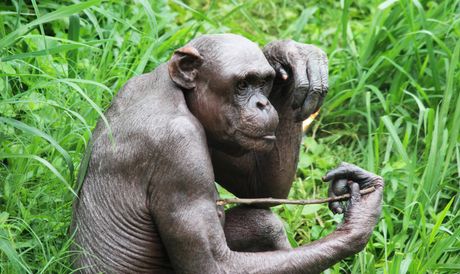 Šimpanza bez dlake