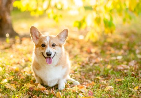 Pembruk velški korgi