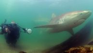 Ajkula je sve više u vodama Španije: Razlozi za to su pandemija i klimatske promene