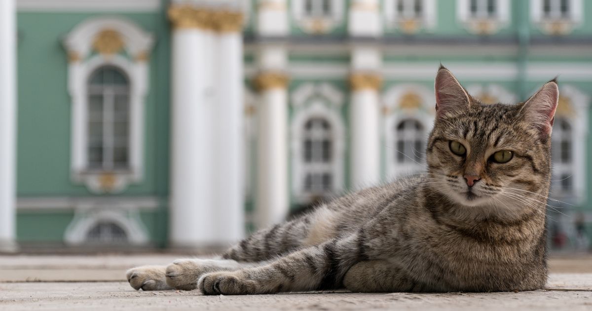 Vasilije Holanđanin je predak čuvara Ermitaža: Znate li zašto mačke iz ovog muzeja ne smeju mnogo da jedu?