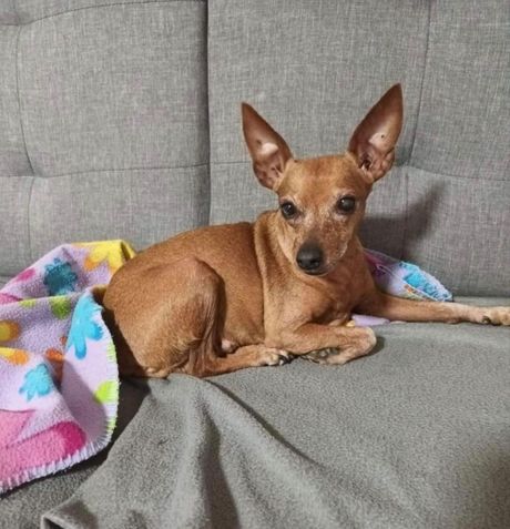 Patuljasti pinč Beba