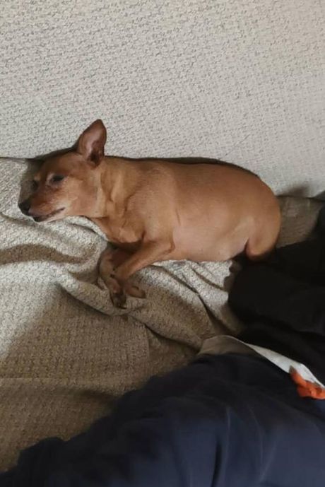 Patuljasti pinč Beba