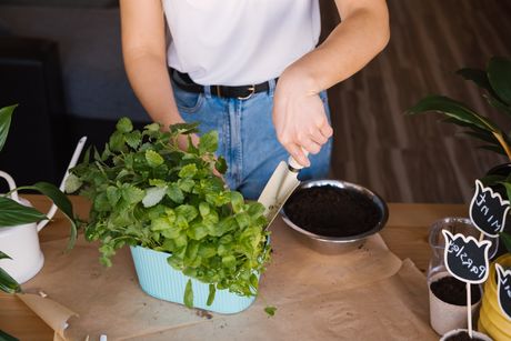 menta, nana, sadnja mente, sadnja nane