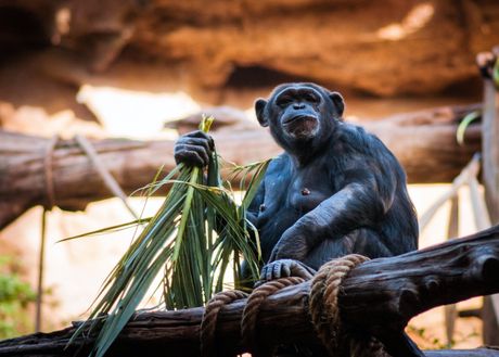 Šimpanza