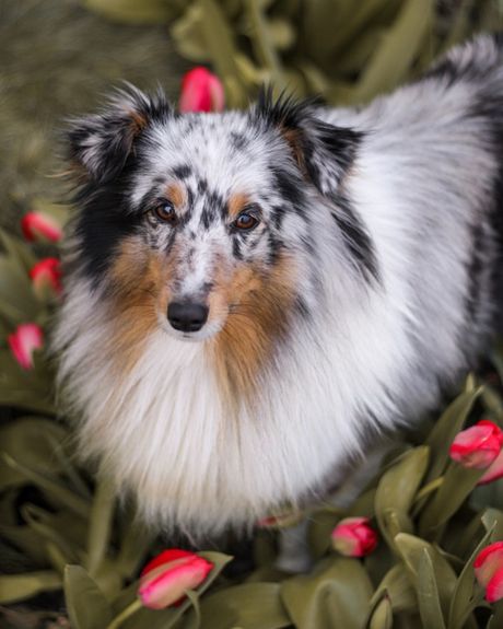 Pas i prolećno cveće