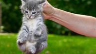 Zašto nije preporučljivo obuzdavati mačku držanjem i stiskanjem kože iza njenog vrata
