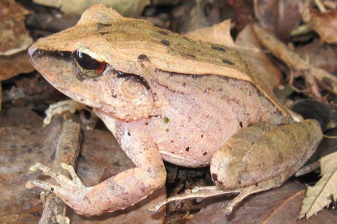 žaba Haddadus binotatus