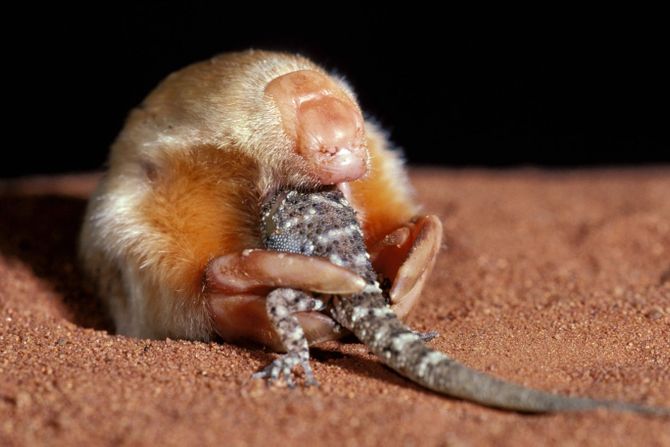 Severna torbarska krtica