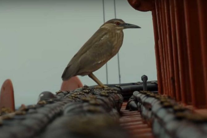 ptica selica na brodu