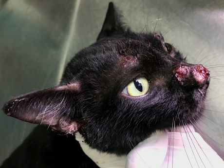 Mačka i sporotrihoza