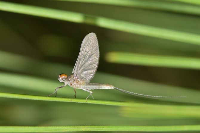 vodeni cvet, mayfly