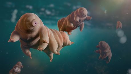 Tardigrada