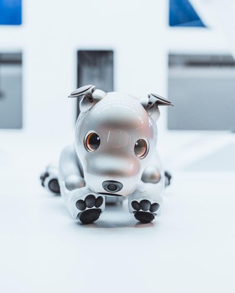 AI Robotic Dog, Psi roboti