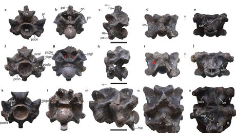 Džinovska zmija praistorija pršljenovi Vasuki inidicus