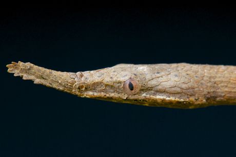 Madagaskarska zmija lisnatog nosa