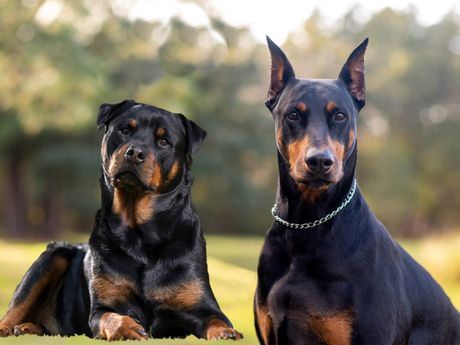 Pas rotvajler, doberman