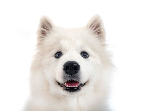 Samojed