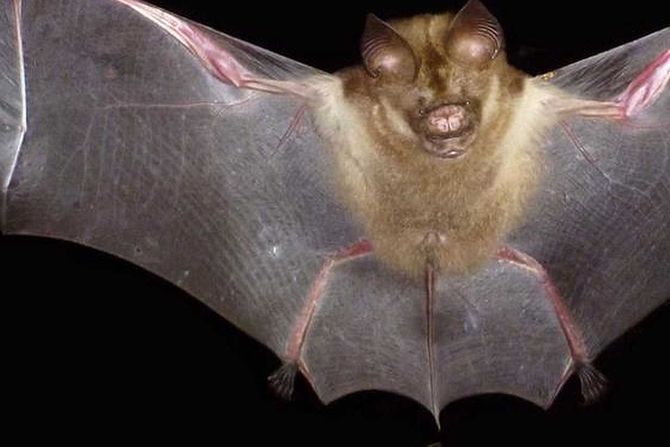 Hipposideros diadema, H. dinops