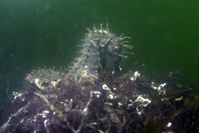 Dugonosi morski konjić