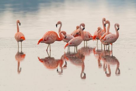 Flamingosi