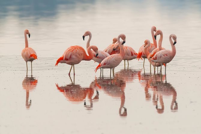 Flamingosi