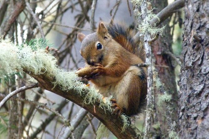 američka crvena veverica