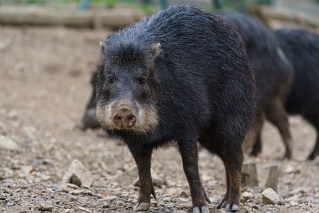 Životinje koje (ni)su izumrle