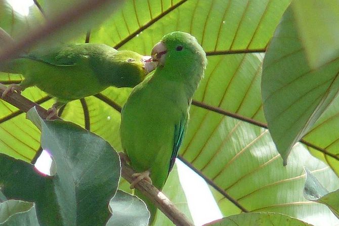 papagaj Forpus passerinus