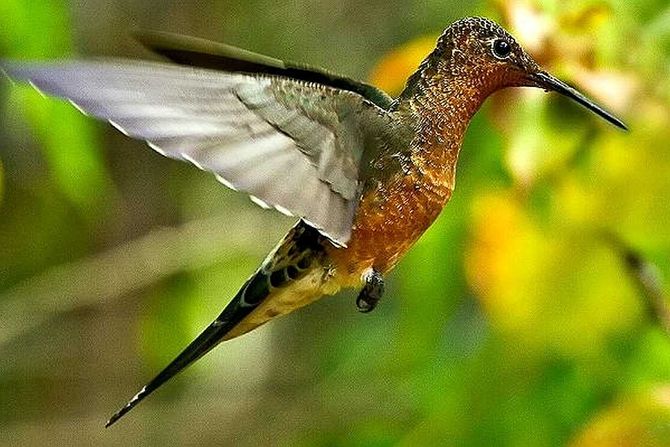 džinovski kolibri, Patagona gigas