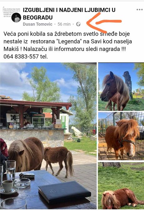 Nestala dva ponija objava