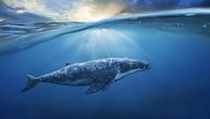 Naučnici proveli 15 godina slušajući plave kitove: Evo o čemu pričaju najveće morske životinje