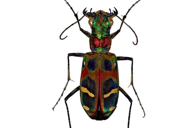 tigrasti tvrdokrilac