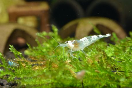 Čudni stanari akvarijuma