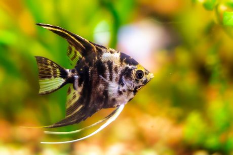 Čudni stanari akvarijuma