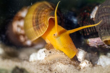 Čudni stanari akvarijuma