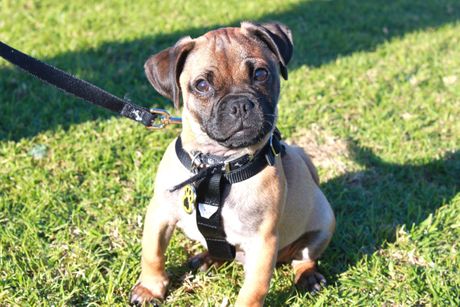 Džug, mešanac džek rasel terijera i mopsa