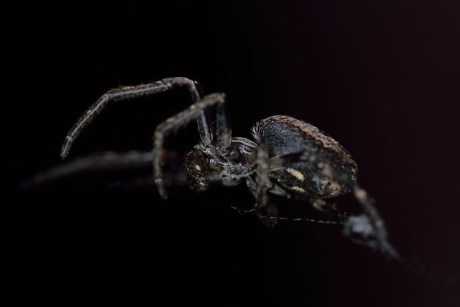 Larinioides sclopetarius