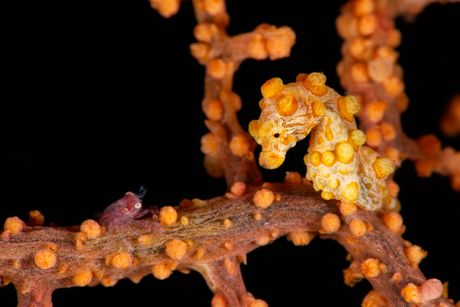 Patuljasti morski konjić