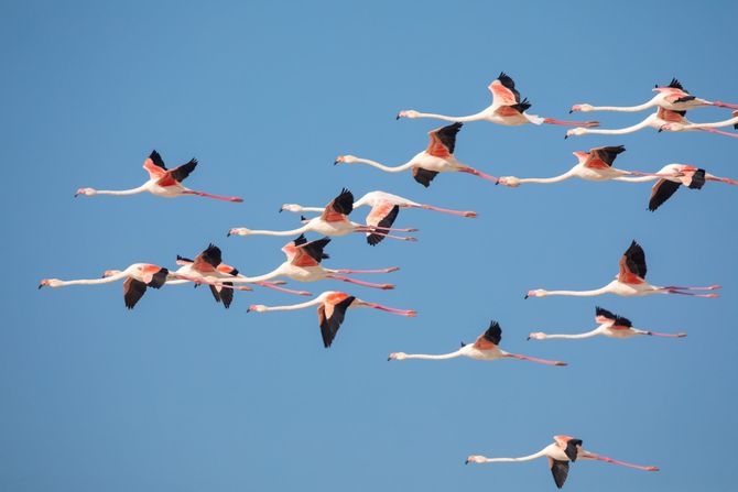 Flamingos