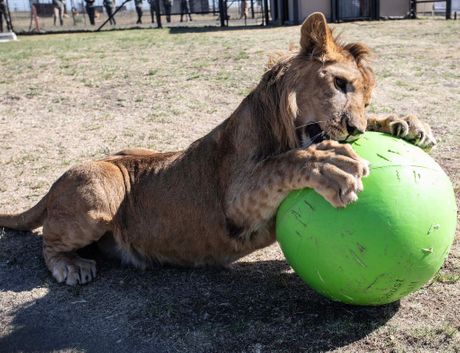 Qatar Airways lavovi
