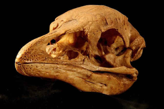 Anomalopteryx didiformis