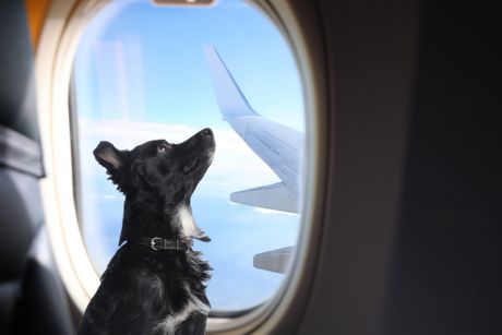 Pas u avionu Pas u avionu