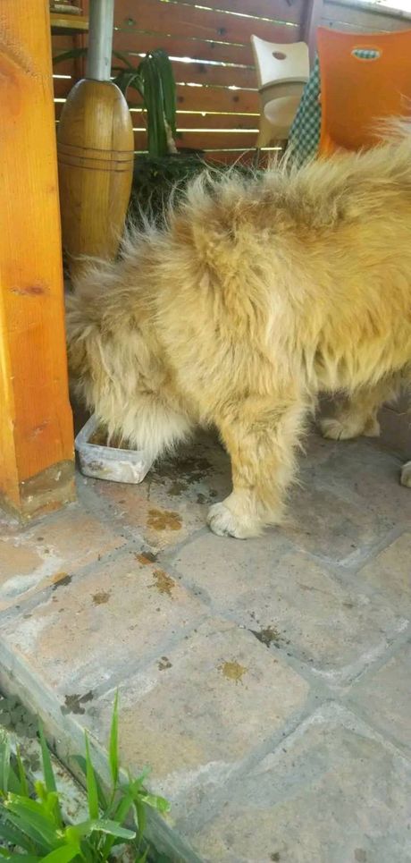 Napušteni čau čau iz Vrbasa