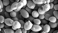 Od fermentacije do farmacije – putovanje kvasca do lečenja bolesti