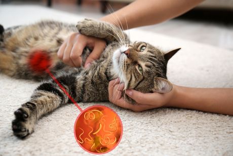 Mačka i unutrašnji paraziti