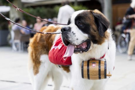 Saint-Bernard, bernardinac, bernardinci