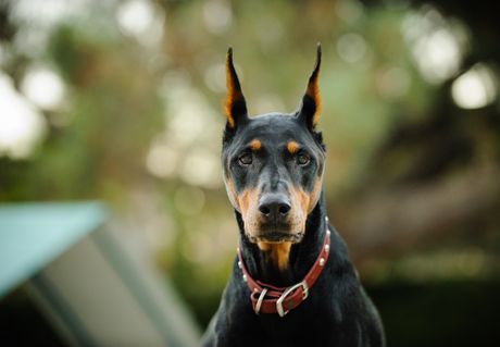Doberman