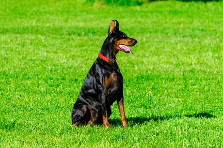 Doberman